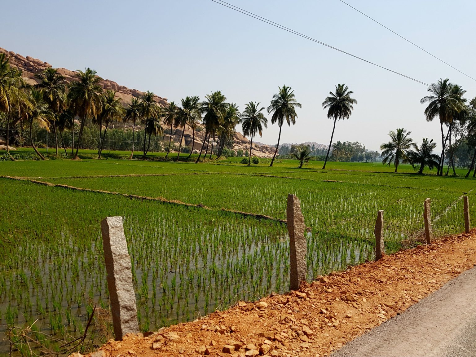rice paddies south india