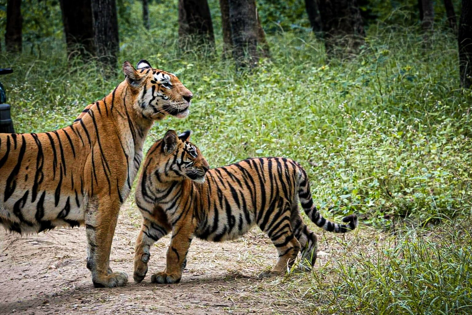 safari national park india