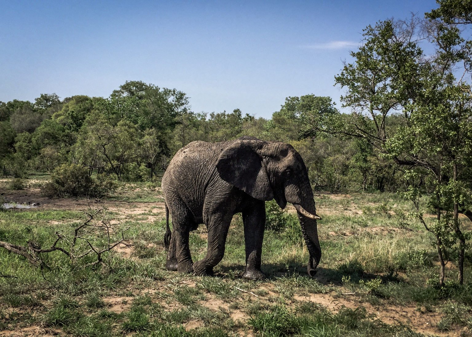 elephant south africa