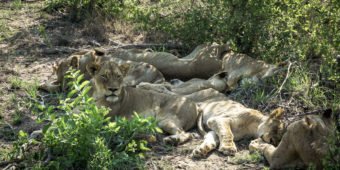 lions safari south africa