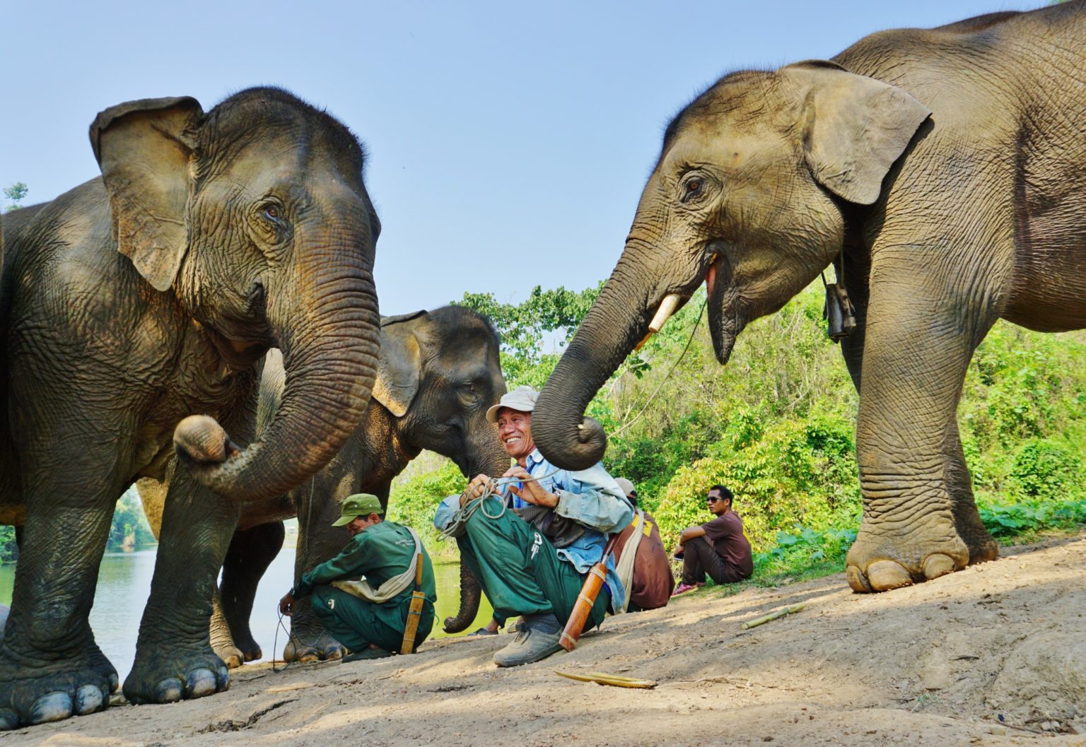 meeting elephants laos
