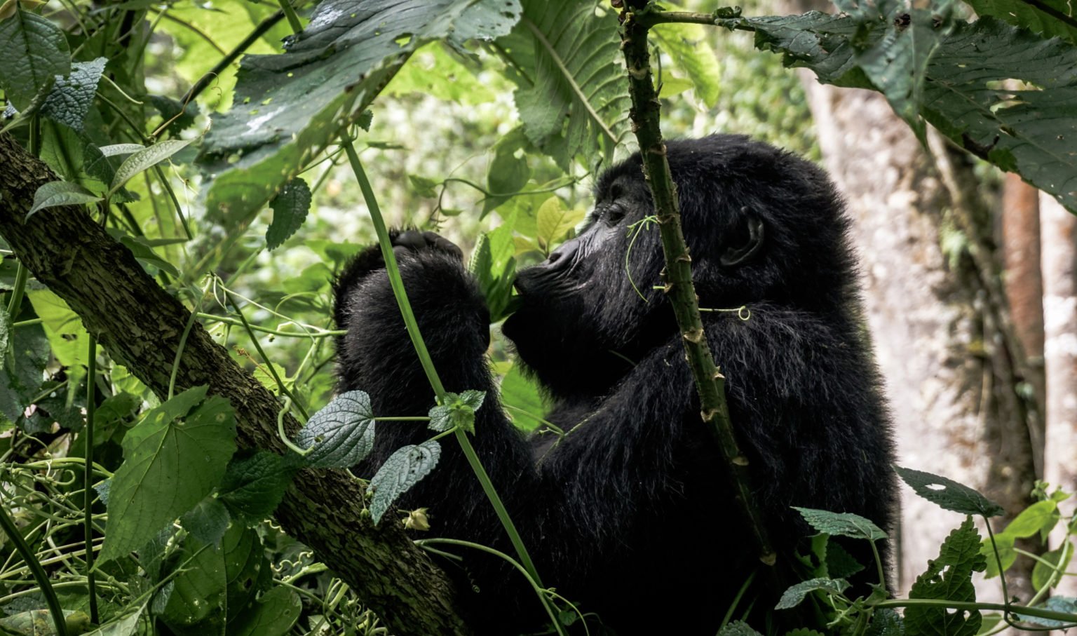 gorilla rwanda