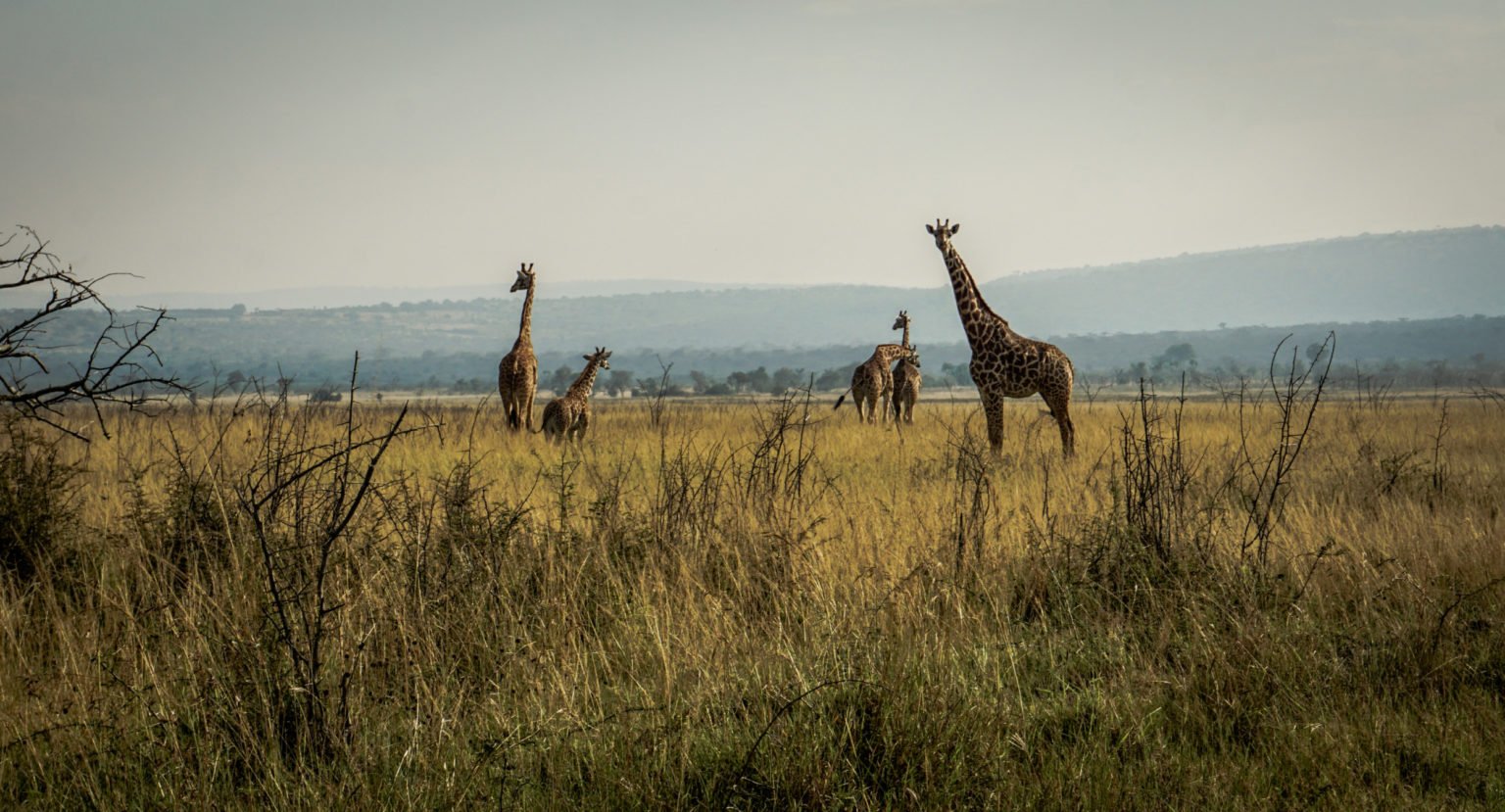 giraffe safari rwanda