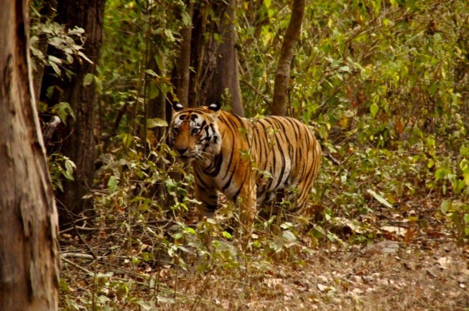 tiger north india