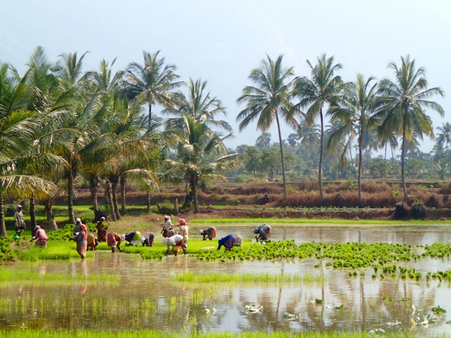 rice paddy south india 