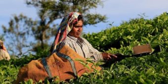 tea plantation south india 