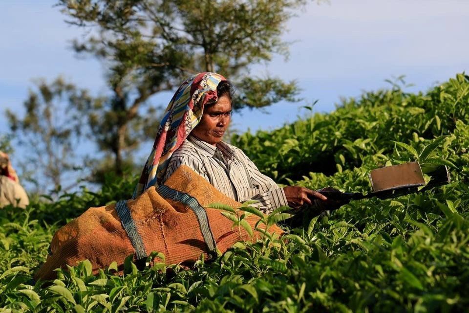 tea plantation south india 