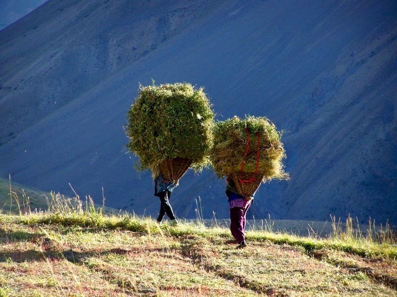 farming rural india