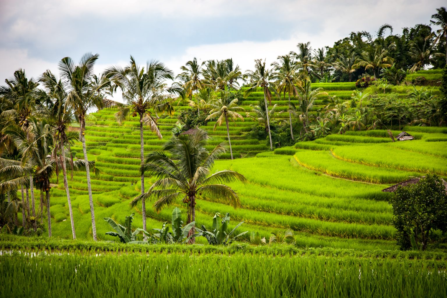 rice paddies indonesia 