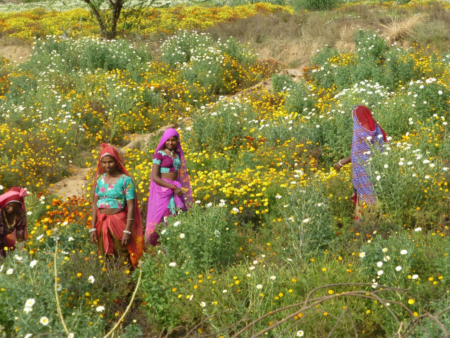flower fields rajasthan india 