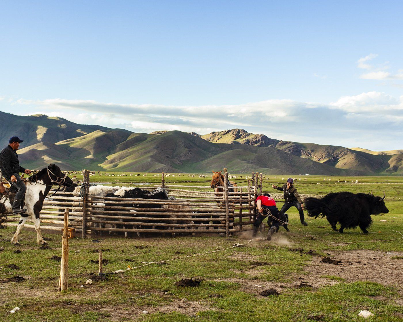 cattle farm mongolia 