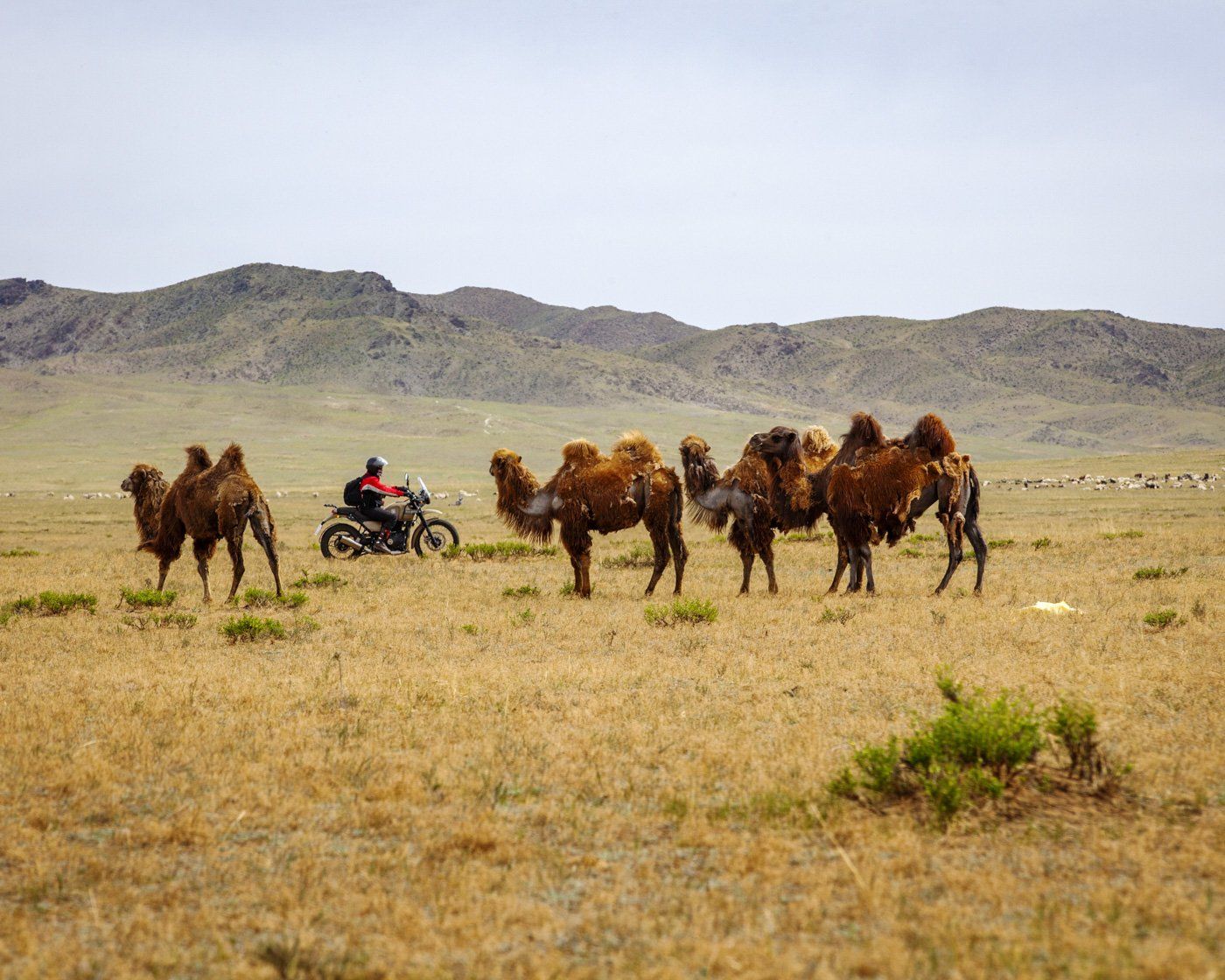 wild camels mongolia 
