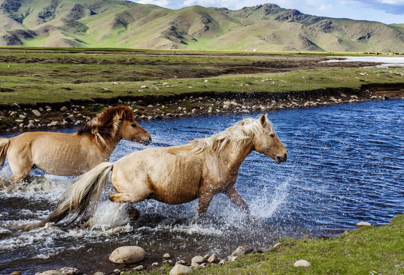 wild horses mongolia 