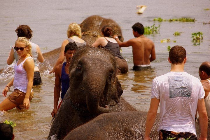 bathing elephants nepal