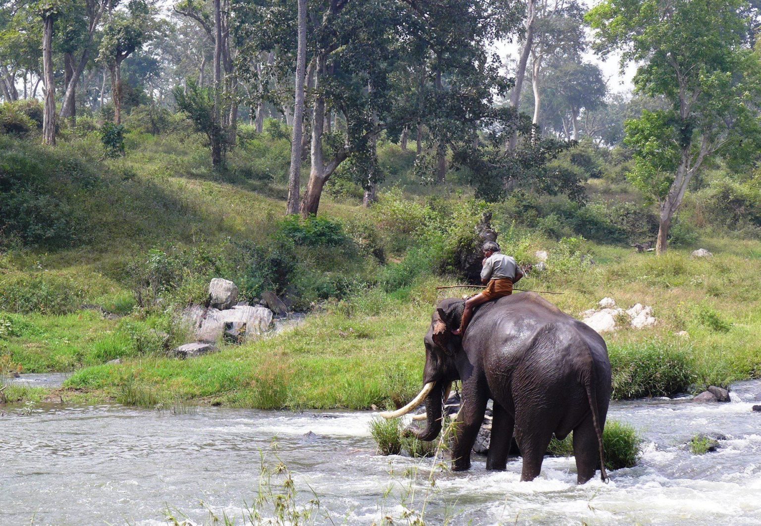 elephant south india 