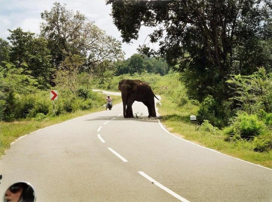 elephant road sri lanka 