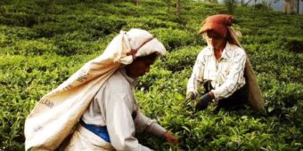 tea plantation sri lanka 